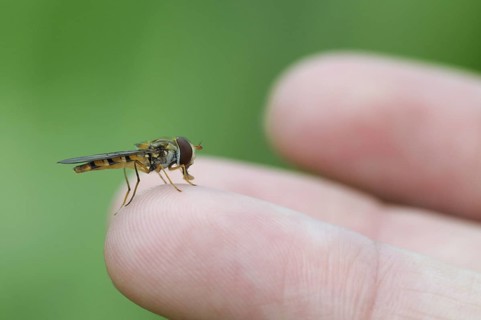 Marmalade Hover Fly on finger, North Rhine-Westphalia, Germany (Episyrphus balteatus)
