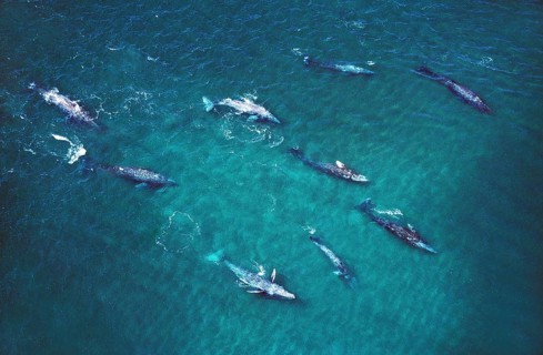 Gray whale (eschrichtius robustus), GROUP, AIR VIEW, BAJA CALIFORNIA IN MEXICO