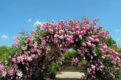 Oberderdingen, Rose Garden, Rose Arch