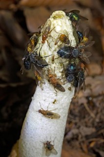 Common stinkhorn white phallus-like fruiting body with olive-green head part and flies