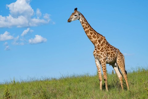 Masai giraffe (Giraffa tippelskirchi), Serengeti National Park, Tanzania, Africa