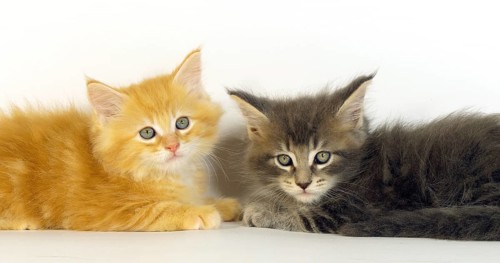 Blue Blotched Tabby, and Cream Blotched Tabby Maine Coon, Domestic Cat, Kittens against White