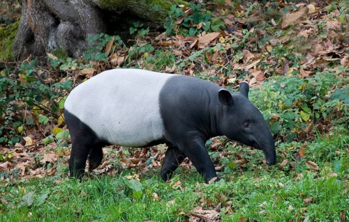 Malayan Tapir (tapirus indicus), Adult