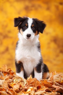 Australian Shepherd, puppy, 13 weeks, black-tri, autumn leaves