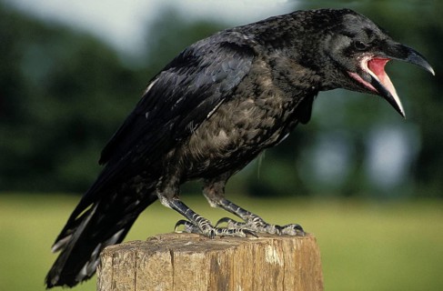 Common Raven (corvus corax), Adult calling, Alaska