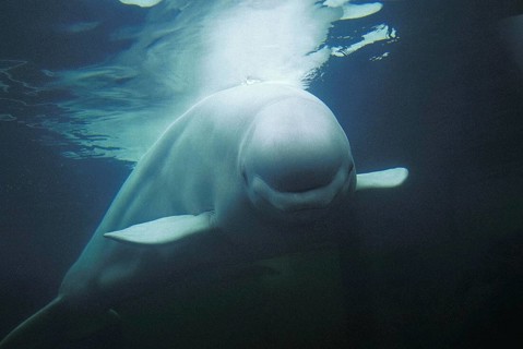 Beluga Whale (delphinapterus leucas) or White Whale, Adult, Underwater View