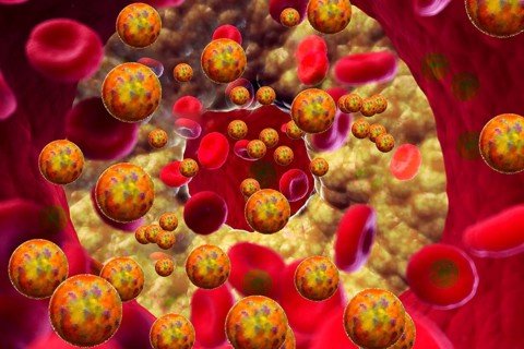 Cholesterol is an important raw material for the human body: it is needed for the formation of