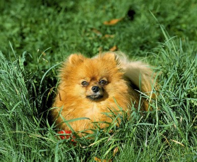 Miniature German Spitz Dog laying on Grass