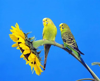 Budgerigar (melopsittacus undulatus), Adults standing on sunflower