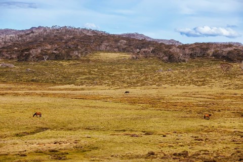 A landscape view in the late afternoon on the Cascade Hut Trail near Dead Horse Gap and Thredo in