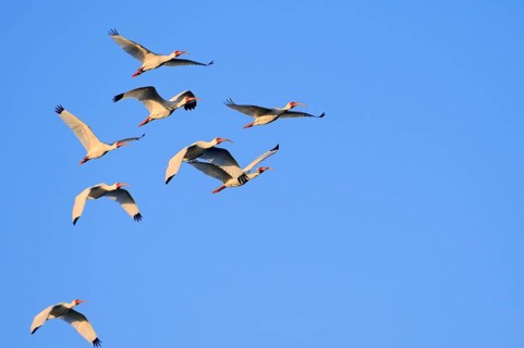 White american white ibis (Eudocimus albus), Sanibe, Iceland, USA, Europe