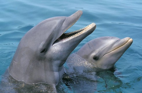 Bottlenose Dolphin (tursiops truncatus), Heads at Surface