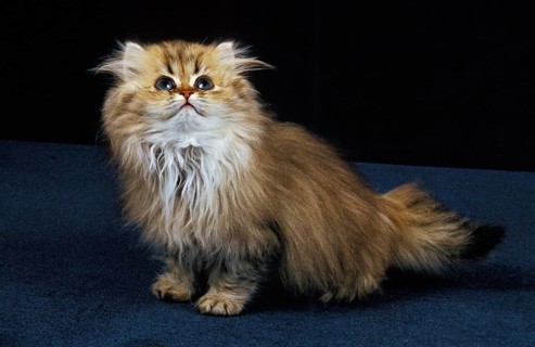 Golden Persian Domestic Cat, Kitten