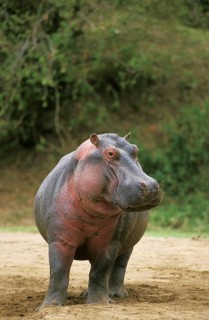 Hippo (Hippopotamus amphibius), Masai Mara Park in Kenya