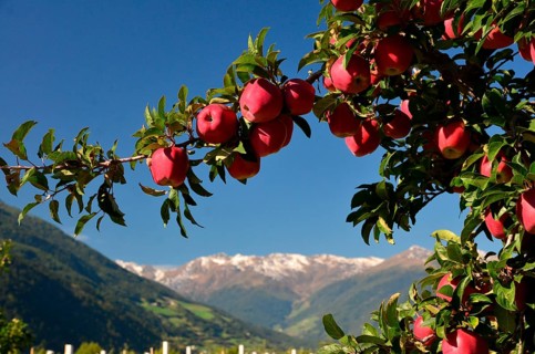 Apple cultivation, apples on apple tree, Vinschgau, Stubai Alps, South Tyrol, Val Venosta, Alto
