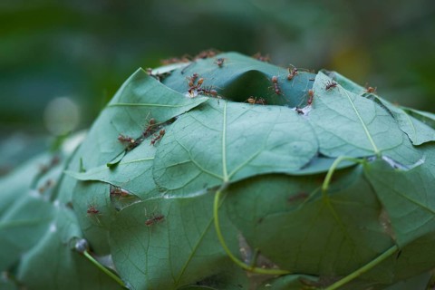 Tailor Ants building nest by binding leaves with silk spun by larvae, St Lucia, iSimangaliso