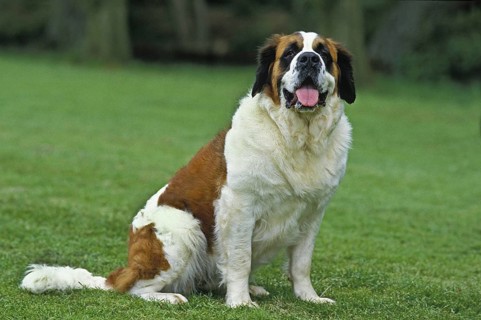 Saint Bernard, Rescue Dog