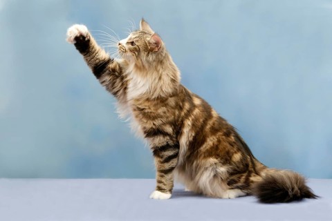 Norwegian Forest Cat, raising paw, sideways, paw raised
