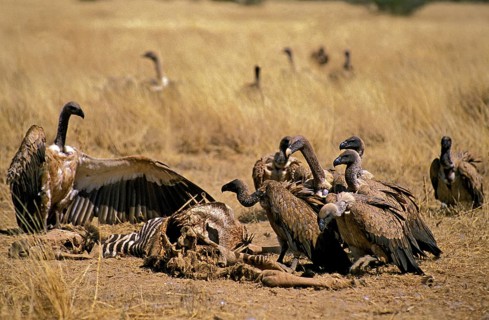 African white-backed vulture (gyps africanus), group on a hunted Burchell's zebra carcass, Masai