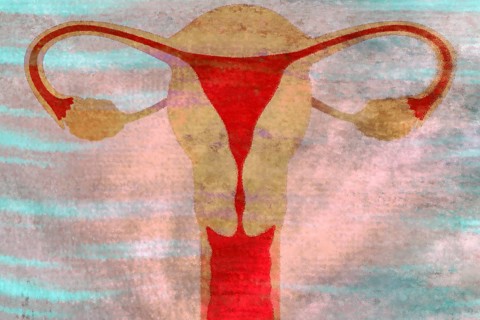 This is the uterus and this is where a fertilised ovum matures