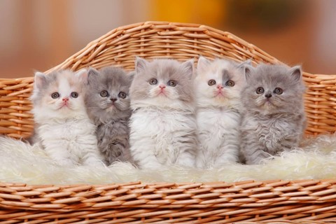 British Longhair Cats, Kitten, British Longhair Cat, Highlander, Lowlander, Britanica, BLH