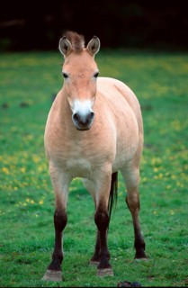 Przewalski-Pferd, Stute, Przewalski's Wild Horse (Equus przewalskii), mare, [Saeugetiere, mammals,