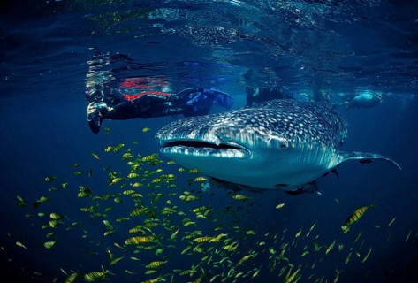 Whale shark, Rhincodon thypus, Mexico, Lake Cortez, Lower California, La Paz, Central America