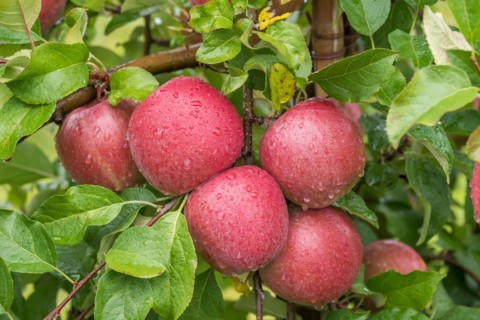 Apple (Malus domestica 'Fuji'), Cambridge Botanical Garden, Germany, Europe