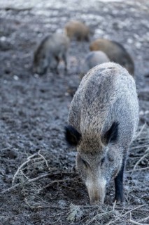 Wild boar (Sus scrofa), Daun Wildlife Park, Vulkaneifel, Rhineland-Palatinate, Germany, Europe