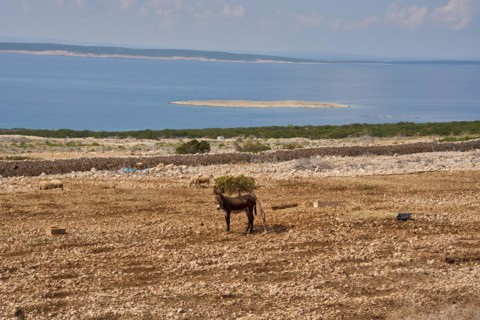 Lonely donkey in barren landscape, Pag Island, Zadar County, Dalmatia, Adriatic Sea, Mediterranean