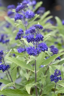 Caryopteris × clandonensis 'Dark Knight', Cambridge Botanical Garden, Germany, Europe