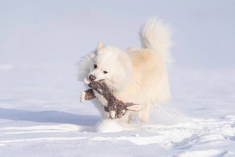 An Icelandic dog on a snow walk
