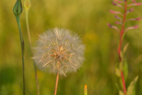 Wiesen-Bocksbart. Tragopogon pratensis (common names Jack-go-to-bed-at-noon)