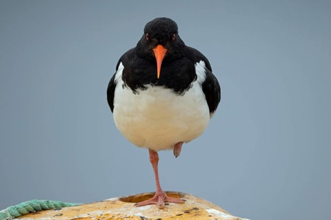 Oystercatcher