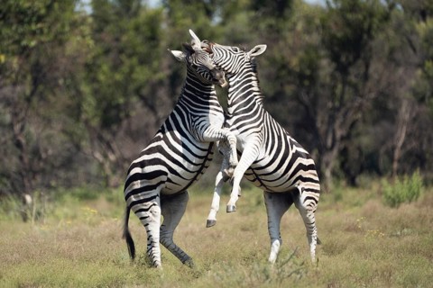 Zebras in a playful fight, Gauteng, South Africa, Africa