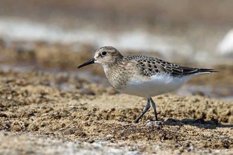 Baird's sandpiper, Mammoth Hot Springs, Yellowstone NP, USA, North America