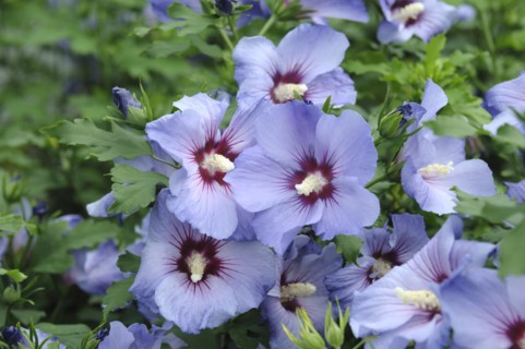 Garden marshmallow (Hibiscus syriacus 'Marina'), Sämann Nursery, Saxony, Germany, Europe