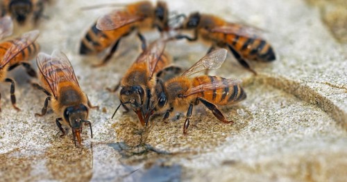 European Honey Bee (apis mellifera), Bees drinking Water on a Stone, Normandy