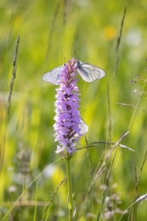 Moorland spotted orchid (Dactylorhiza maculata), black-veined white (Aporia crataegi) visits the