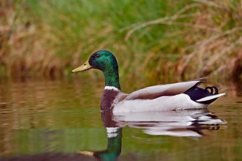 Mallard (Anas platyrhynchos), drake, Lower Saxony, Germany, Europe