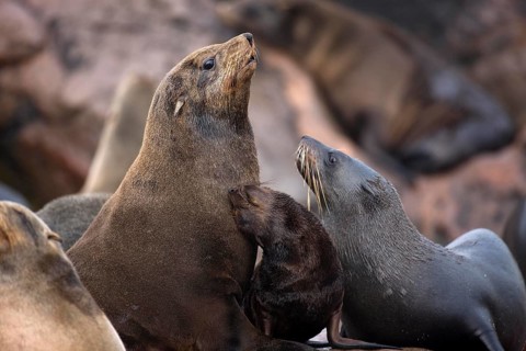 South African Fur Seal (arctocephalus pusillus), Females with Pup, Cape Cross in Namibia