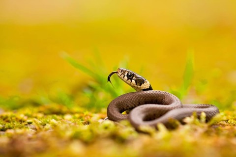 Grass snake (Natrix natrix), young, Rhineland-Palatinate, Germany, Europe