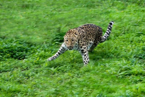Amur amur leopard (panthera pardus orientalis), adult jumping on grass