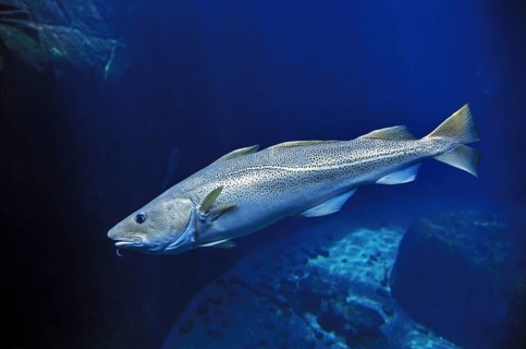 Atlantic cod (gadus morhua), Atlantic cod, Atlantic codfish, Other animals, Fish, Animals, Atlantic