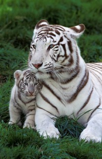 White Tiger (panthera tigris), Mother with Cub