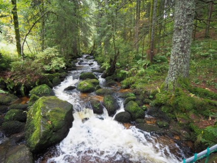 The Elz is a right-bank tributary of the Rhine in the Black Forest. The river rises in the area of