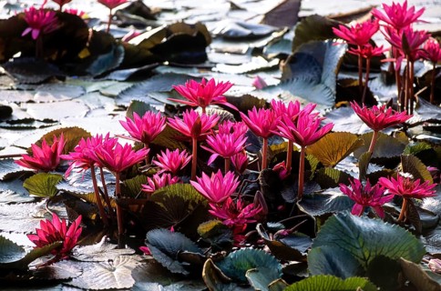 Indian red water lily (Nymphaea rubra) Tamil Nadu, South India, India, Asia