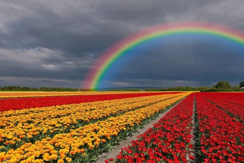 Cultivated field with different coloured tulips and a rainbow in the background, Netherlands