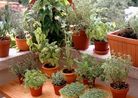 Different herbs on a windowsill, Different herbs on a windowsill