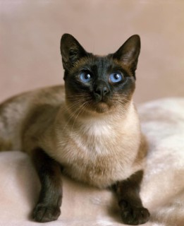 Seal Point Siamese Domestic Cat